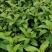 苦斋菜高山有机野菜，去火煲汤专用。