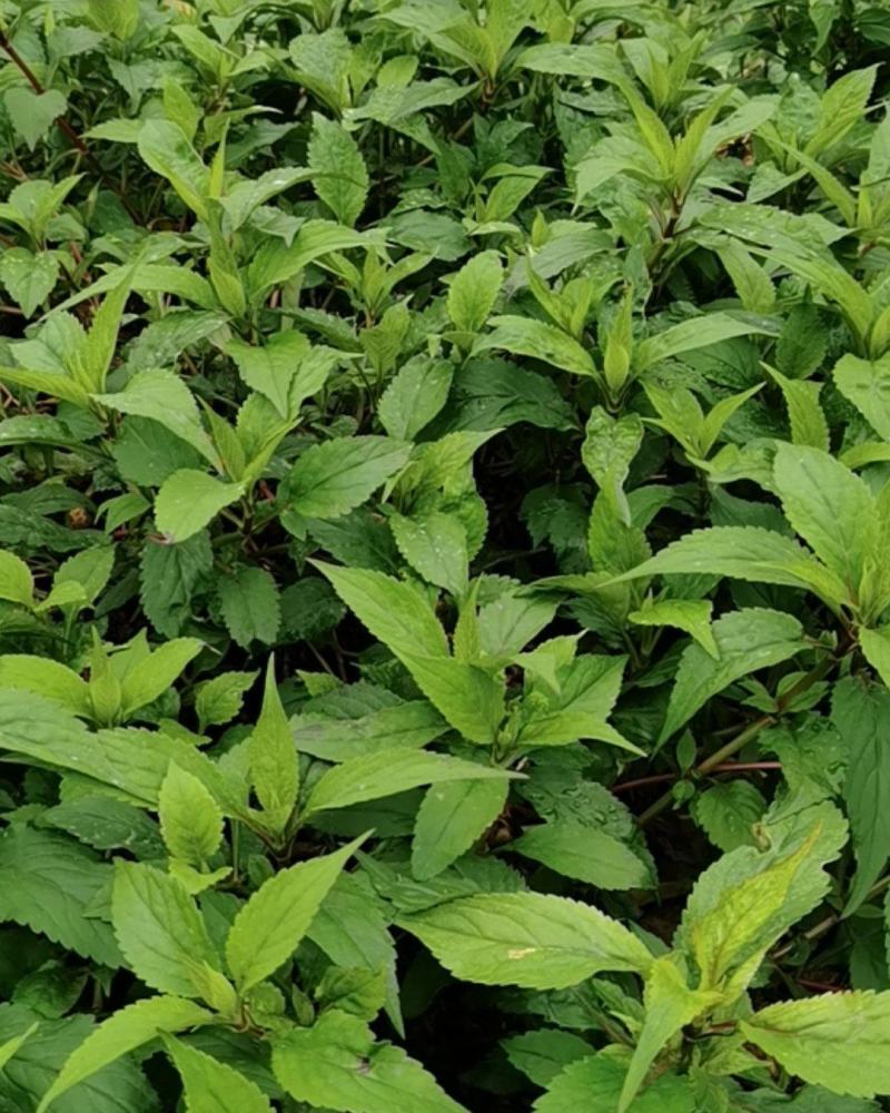 苦斋菜高山有机野菜，去火煲汤专用。