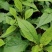 苦斋菜高山有机野菜，去火煲汤专用。