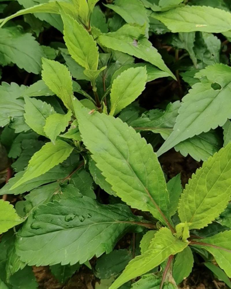 苦斋菜高山有机野菜，去火煲汤专用。