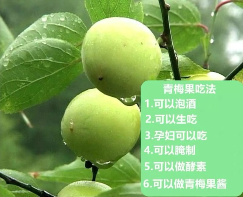 广东潮州青梅已上市需要的老板联系，专业代办代销