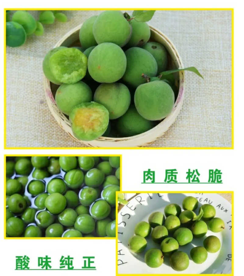 广东潮州青梅已上市需要的老板联系，专业代办代销