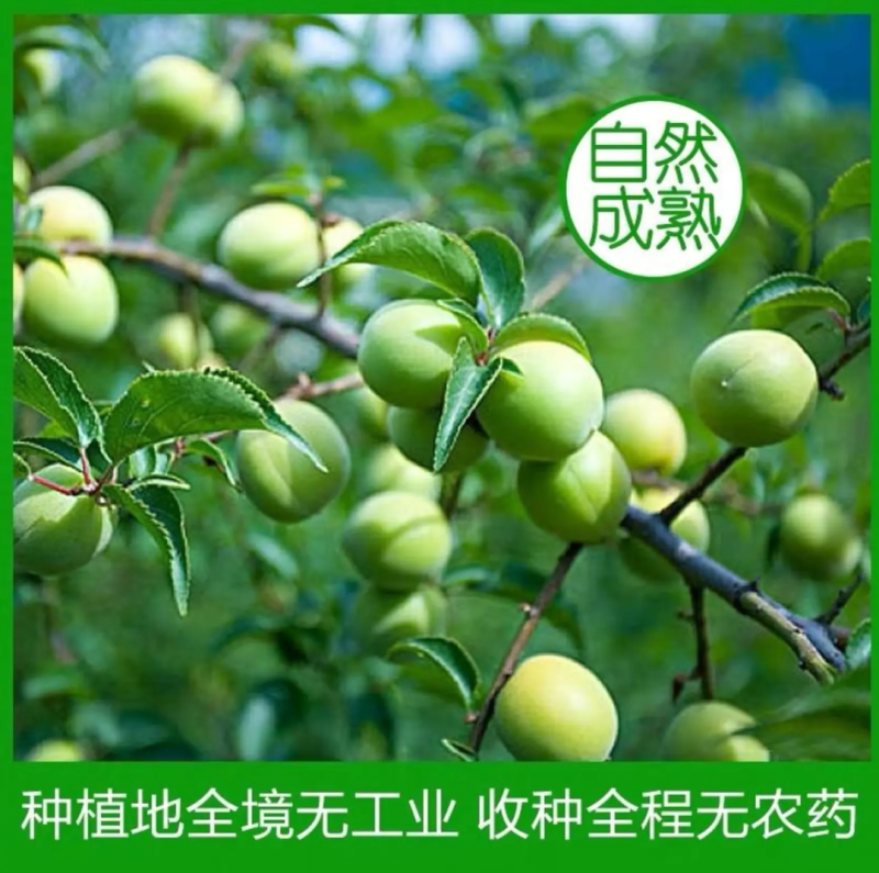 广东潮州青梅已上市需要的老板联系，专业代办代销
