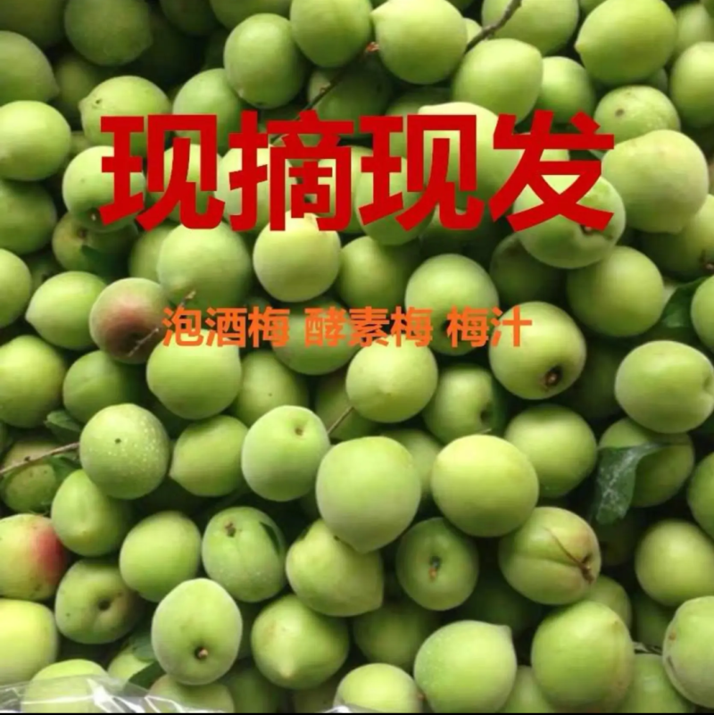 广东潮州青梅已上市需要的老板联系，专业代办代销