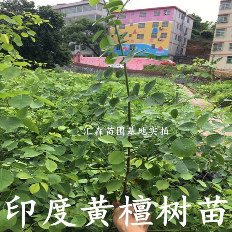 印度黄檀树苗**名贵印度黄檀苗速生木材树种植物
