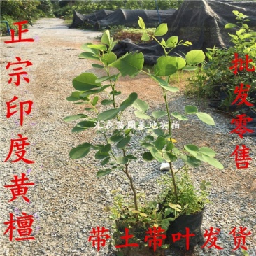 印度黄檀树苗**名贵印度黄檀苗速生木材树种植物