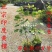 印度黄檀树苗**名贵印度黄檀苗速生木材树种植物