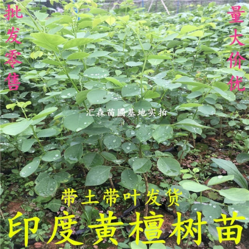 印度黄檀树苗**名贵印度黄檀苗速生木材树种植物