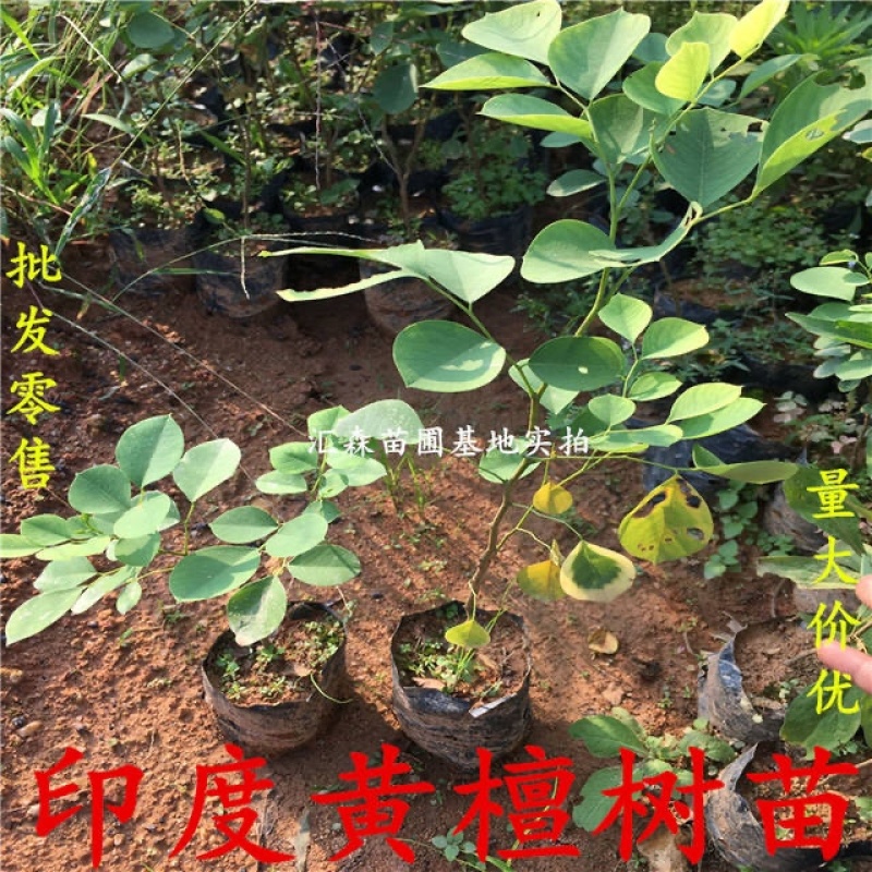 印度黄檀树苗**名贵印度黄檀苗速生木材树种植物