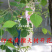 印度黄檀树苗**名贵印度黄檀苗速生木材树种植物