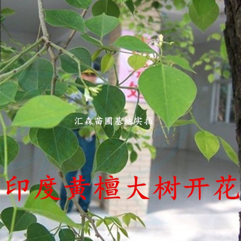 印度黄檀树苗**名贵印度黄檀苗速生木材树种植物