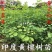 印度黄檀树苗**名贵印度黄檀苗速生木材树种植物