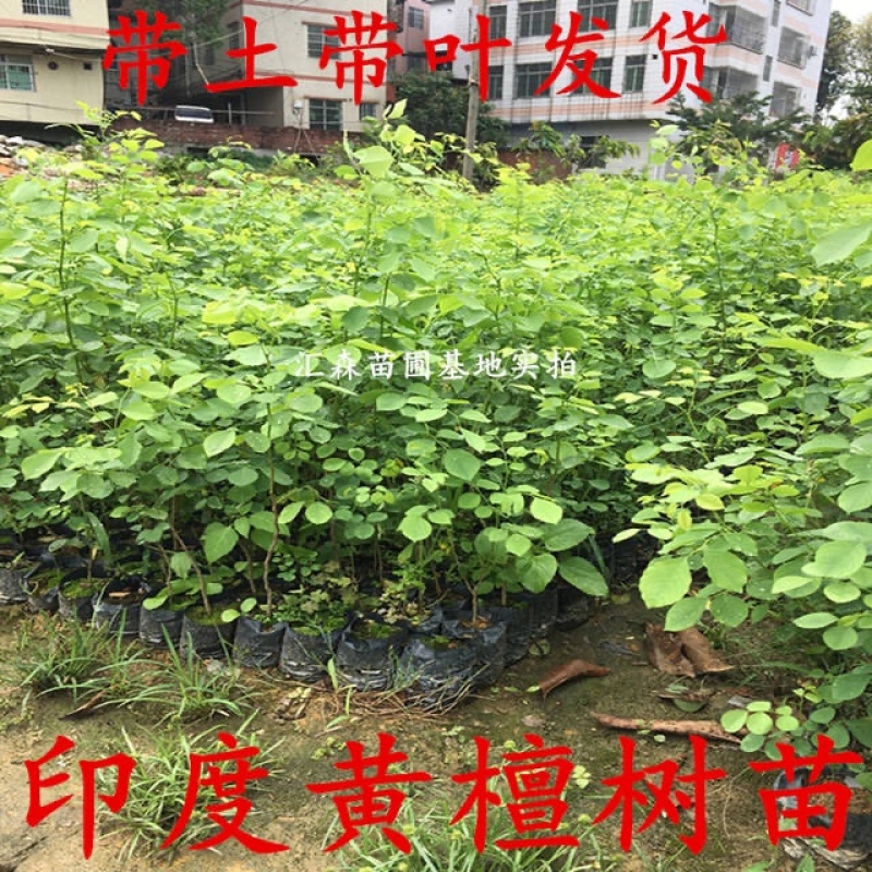 印度黄檀树苗**名贵印度黄檀苗速生木材树种植物