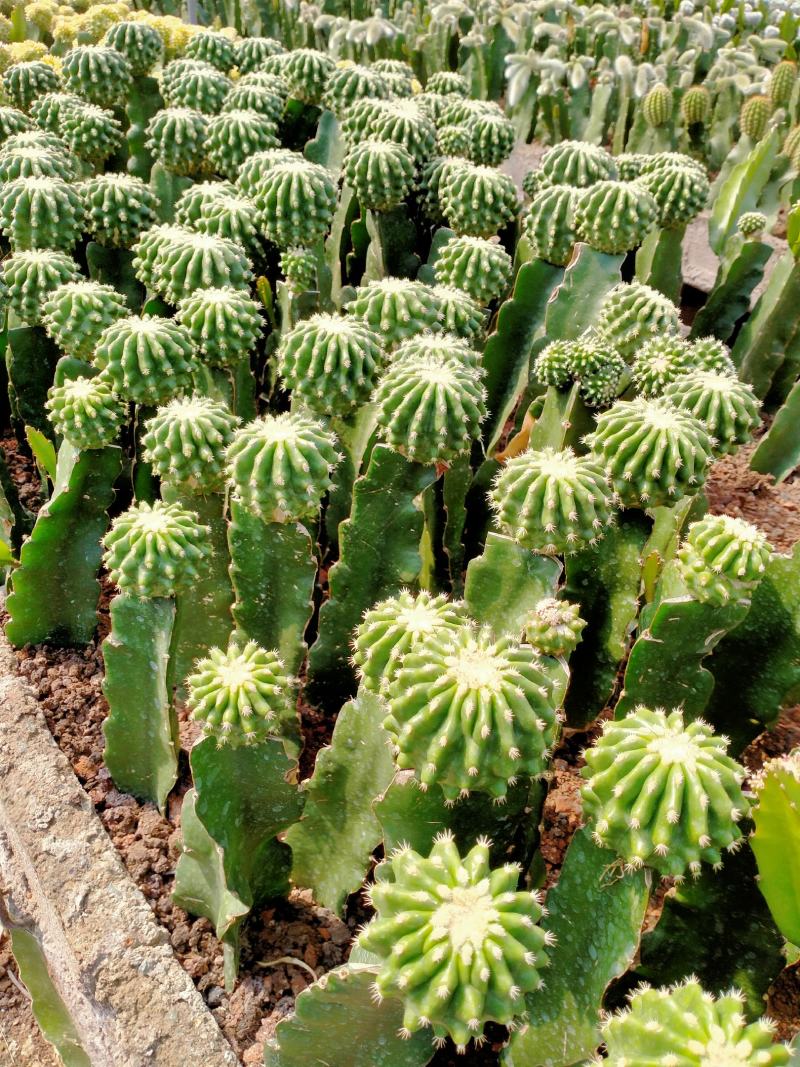 基地现货，超兜各种仙人球批发，量大从优，质量保证