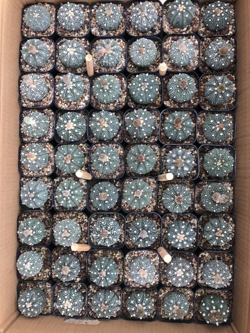 基地现货，超兜各种仙人球批发，量大从优，质量保证
