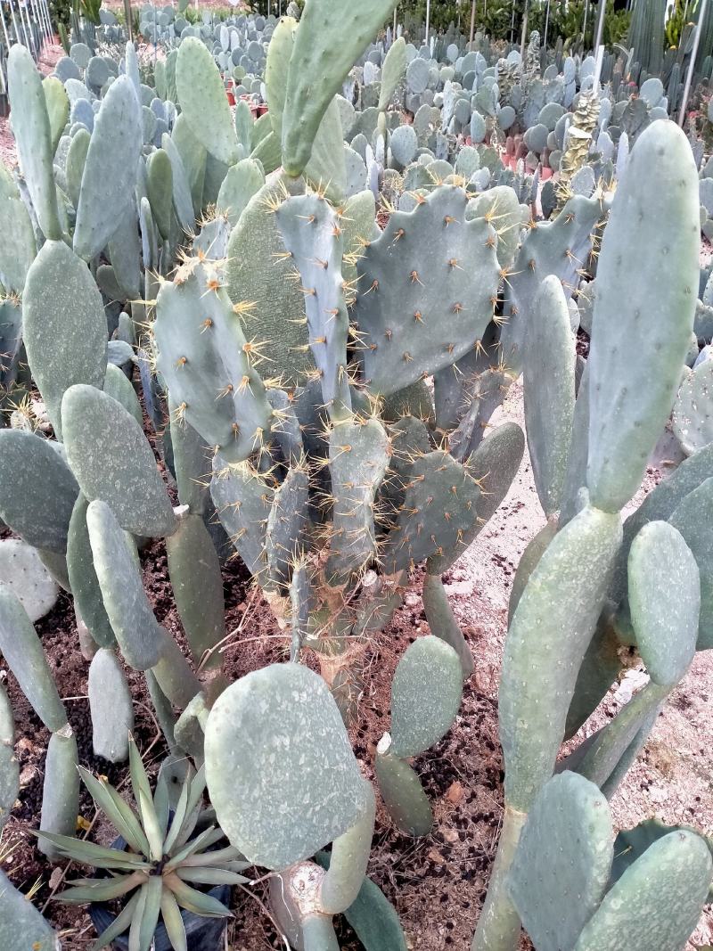 基地现货，超兜各种仙人球批发，量大从优，质量保证