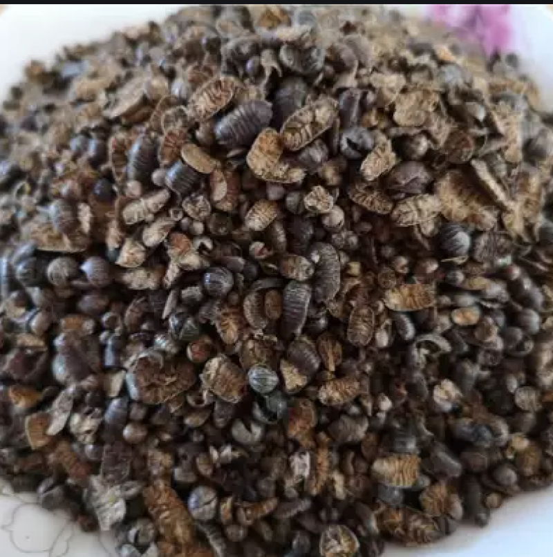鼠妇虫，别名潮湿虫，潮虫，地虱婆，大量供应