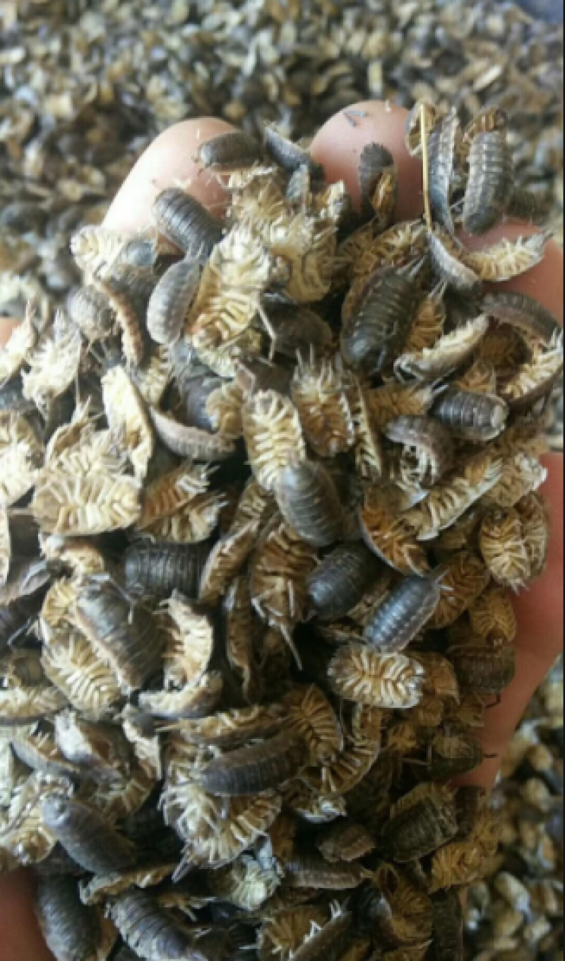鼠妇虫，别名潮湿虫，潮虫，地虱婆，大量供应