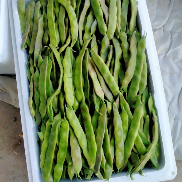 山东省单县油豆，紫花油豆，大量供应，代发全国