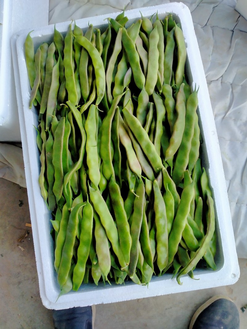 山东省单县油豆，紫花油豆，大量供应，代发全国