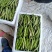 山东省单县油豆，紫花油豆，大量供应，代发全国