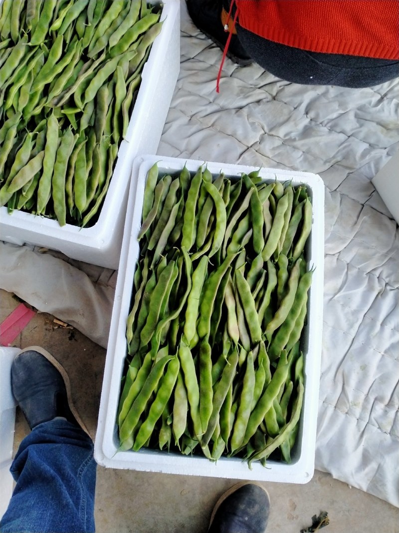 山东省单县油豆，紫花油豆，大量供应，代发全国