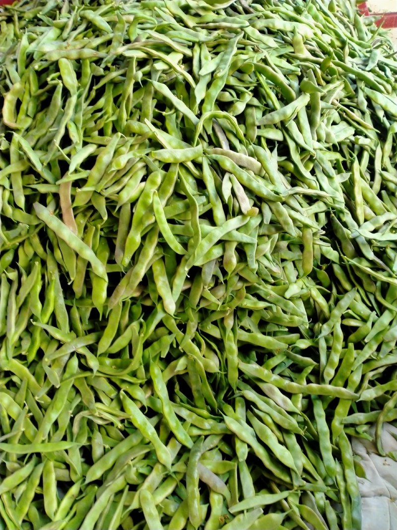 山东省单县油豆，紫花油豆，大量供应，代发全国