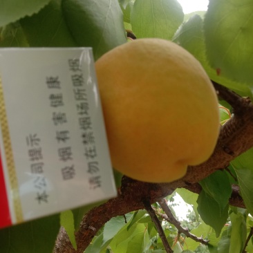 露天杏