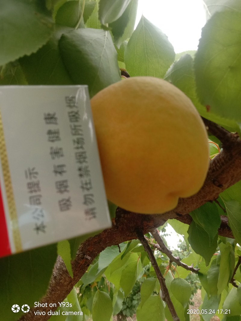 露天杏