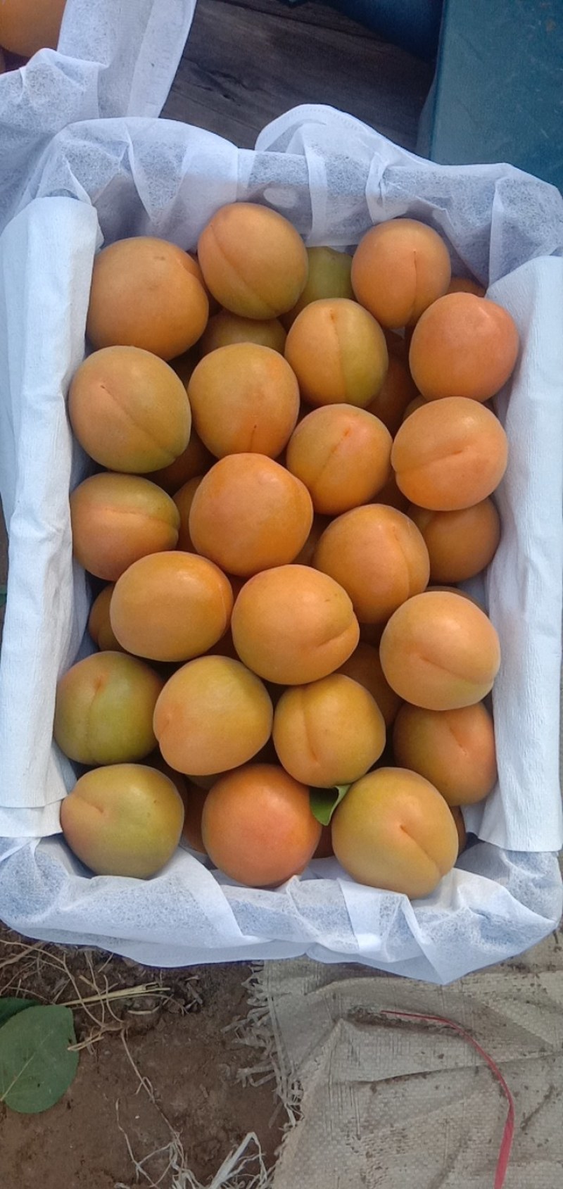 露天杏