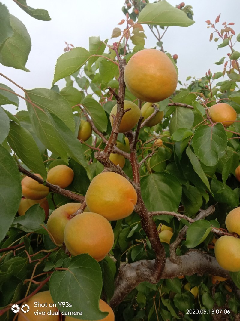 露天杏