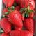 【甜宝草莓苗】甜宝也叫章姬草莓个头大颜色鲜亮种苗成活率高
