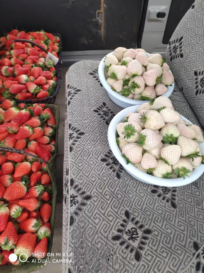 【甜宝草莓苗】甜宝也叫章姬草莓个头大颜色鲜亮种苗成活率高