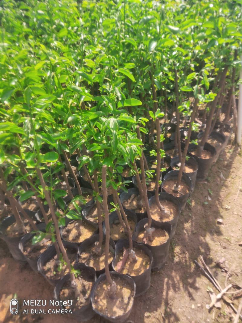 太秋甜柿子苗，嫁接苗，从树上摘下来就可以吃了，脆甜好吃