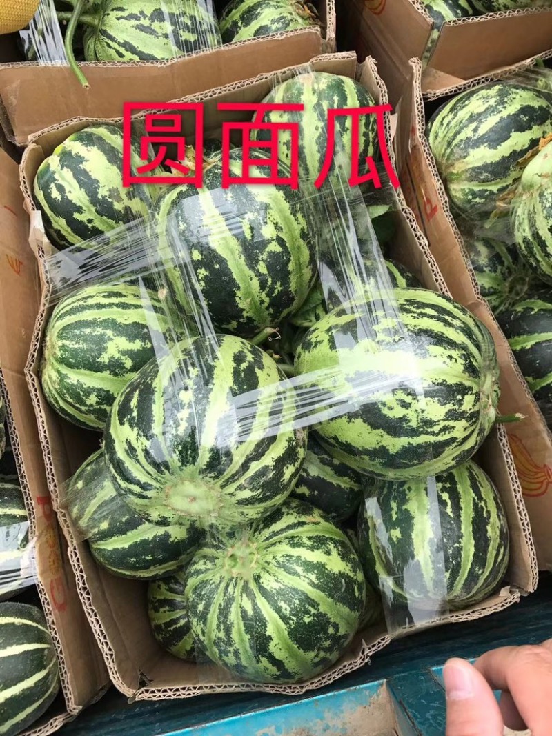 博洋系列