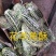博洋系列