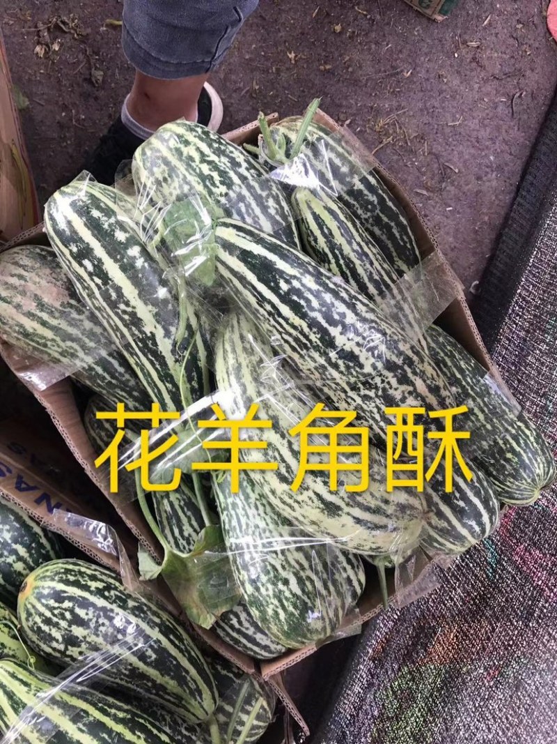 博洋系列