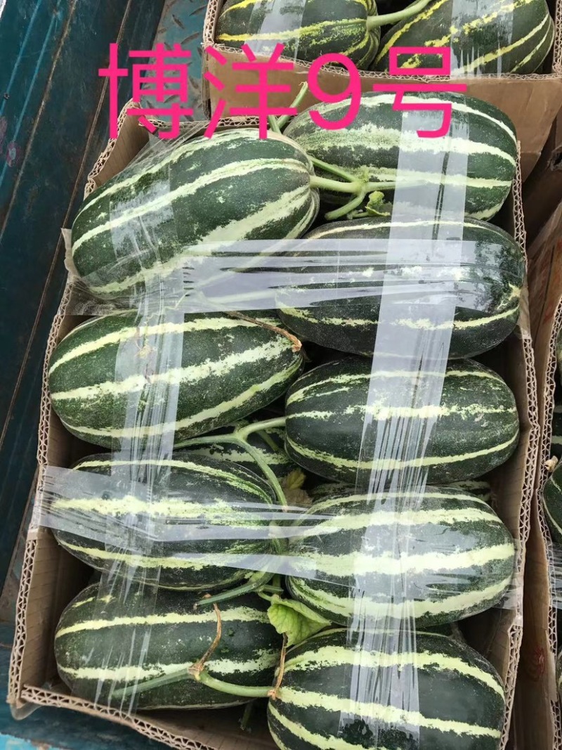 博洋系列