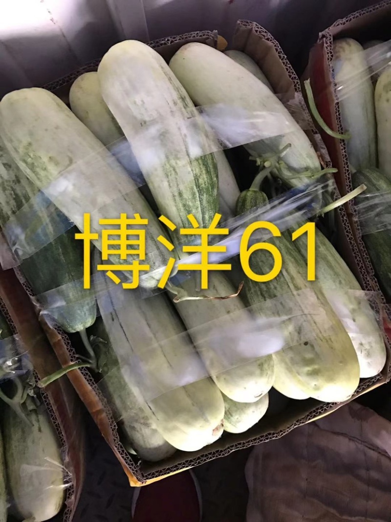 博洋系列