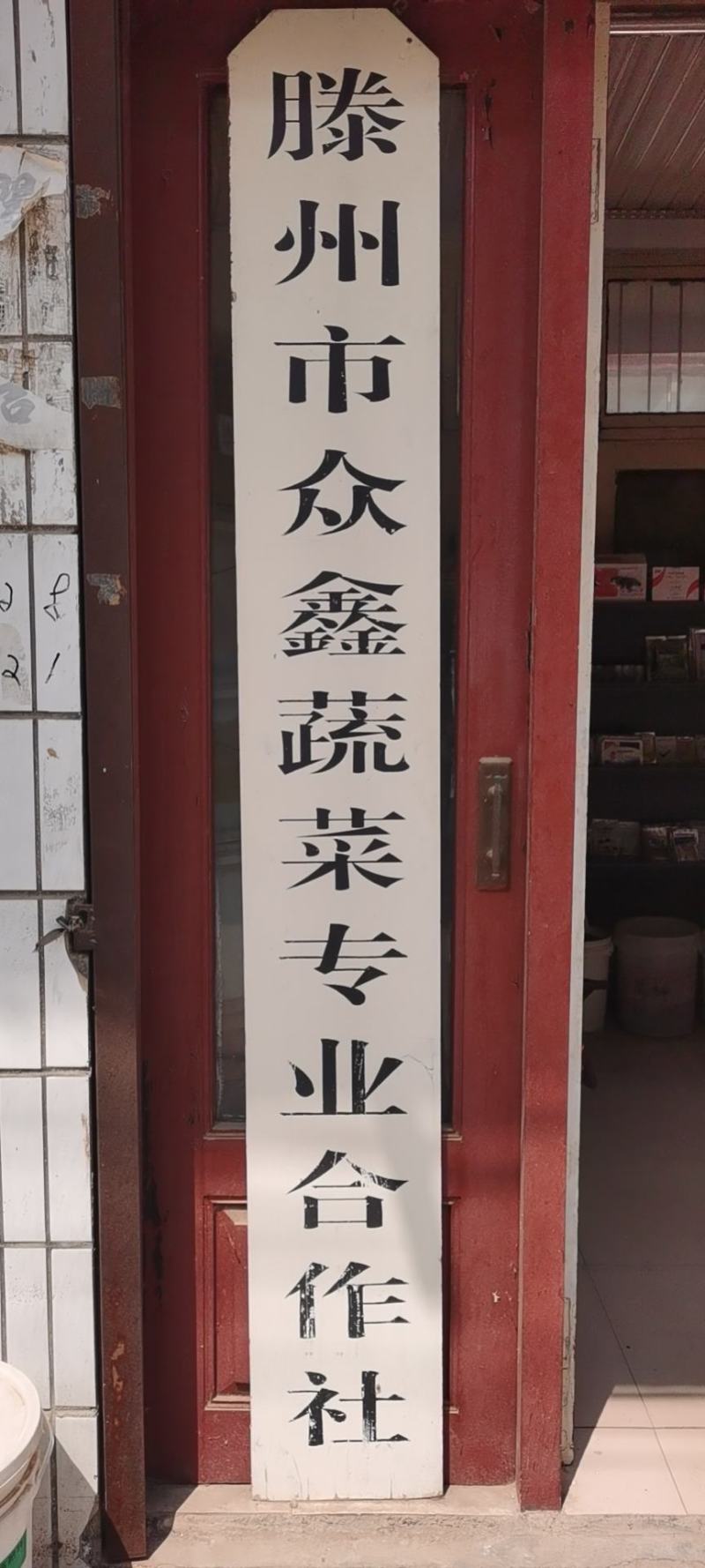 山东葱苗大葱苗铁杆大葱苗精品葱苗产地直销成活率高