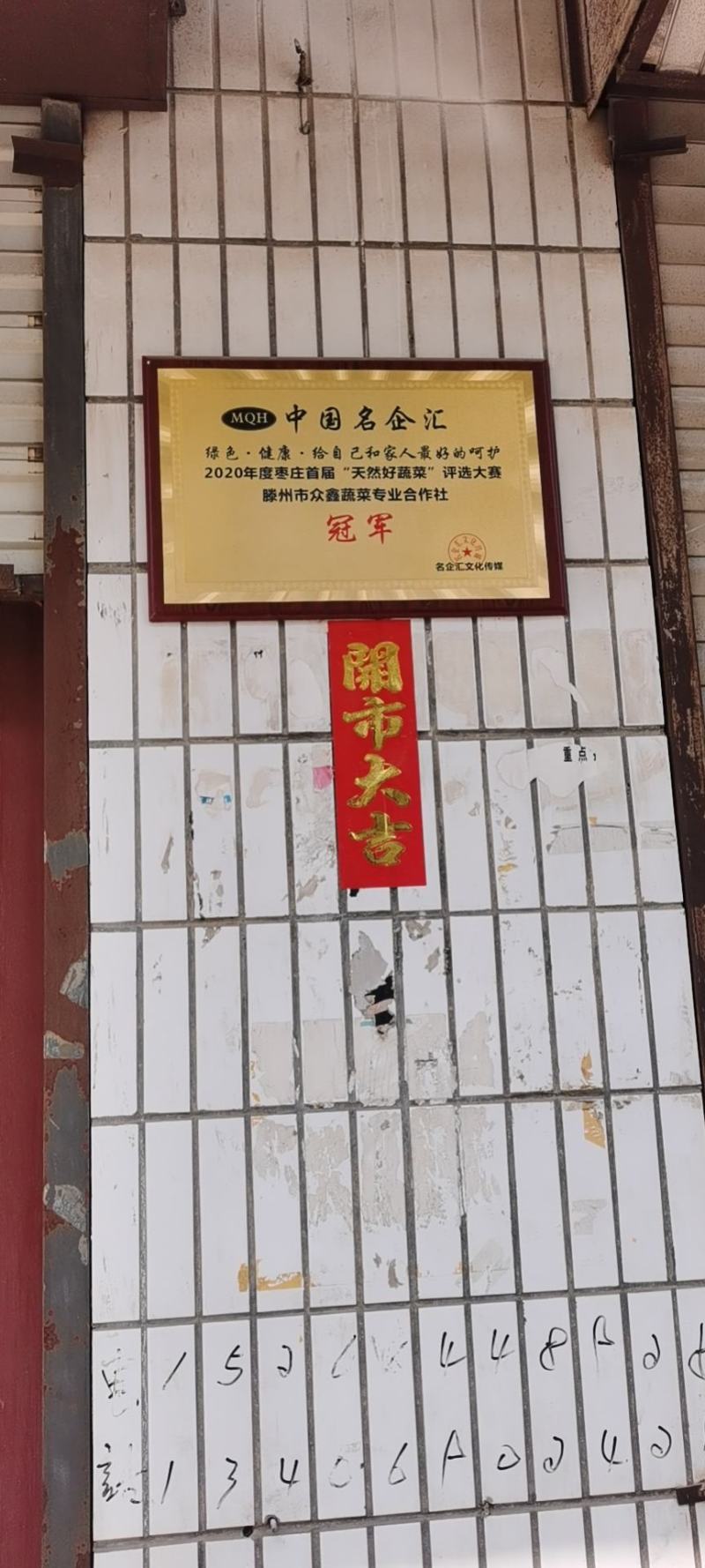 山东葱苗大葱苗铁杆大葱苗精品葱苗产地直销成活率高