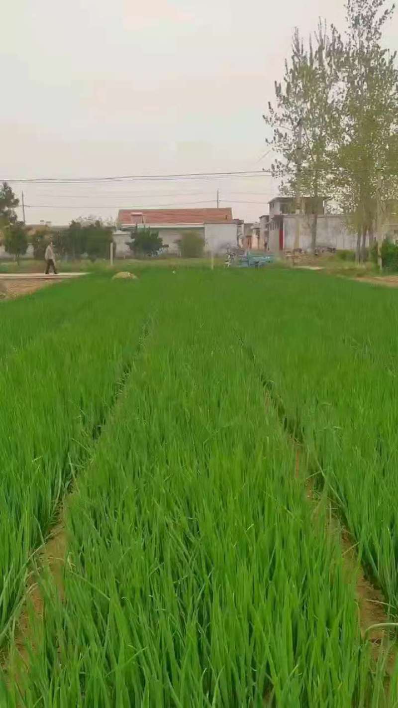 山东葱苗大葱苗铁杆大葱苗精品葱苗产地直销成活率高