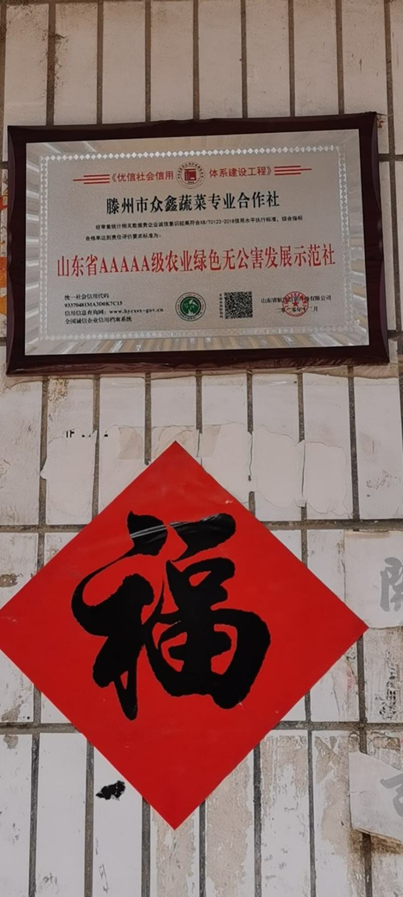 山东葱苗大葱苗铁杆大葱苗精品葱苗产地直销成活率高