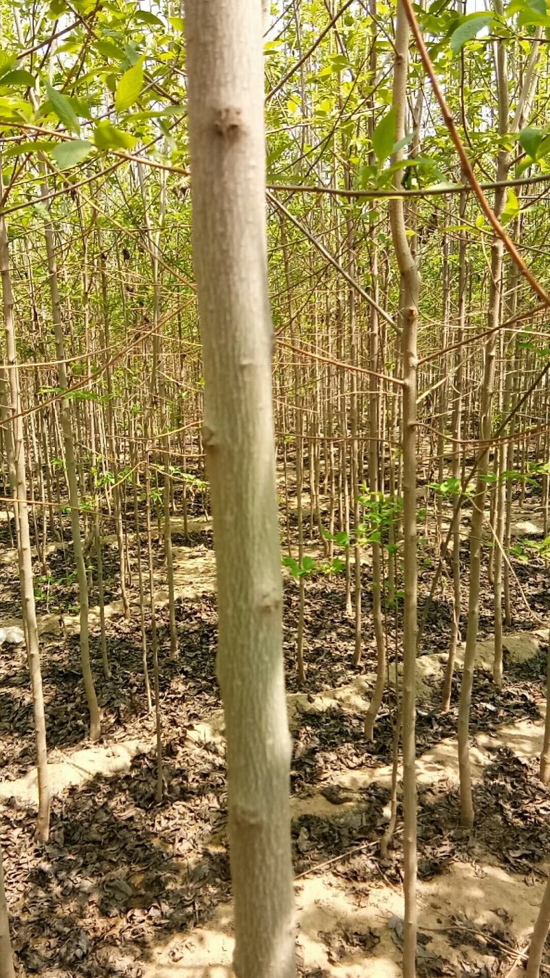 杜仲树3公分，杜仲基地供应优质品种