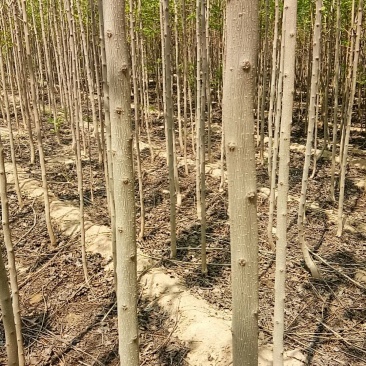 杜仲树3公分，杜仲基地供应优质品种