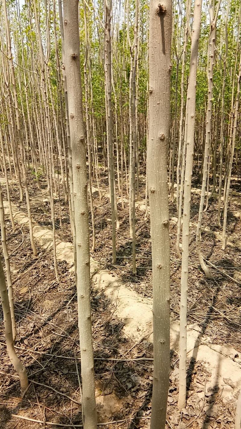 杜仲树3公分，杜仲基地供应优质品种