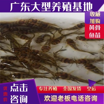 黄骨鱼苗杂交黄骨鱼苗黄辣丁鱼苗空运全国发货