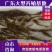 黄骨鱼苗杂交黄骨鱼苗黄辣丁鱼苗空运全国发货