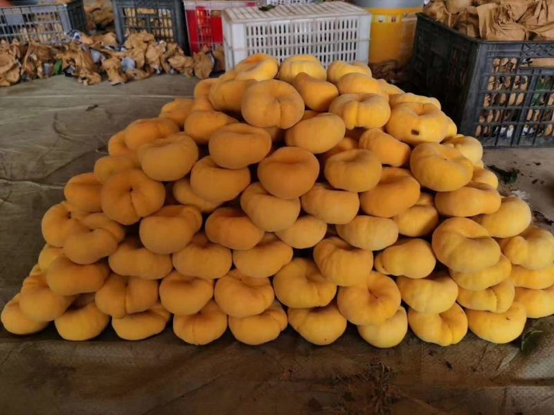 陕西渭南大荔范家蟠桃黄金蟠桃油蟠76-6蟠桃大量产地