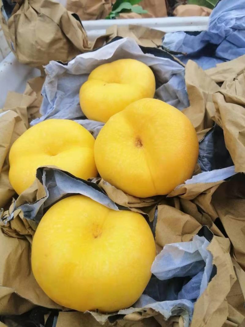 陕西渭南大荔范家蟠桃黄金蟠桃油蟠76-6蟠桃大量产地